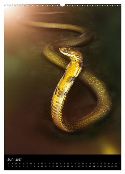 Produktbild: Auge in Auge mit coolen Typen - REPTILIEN (Wandkalender 2027 DIN A2 hoch), CALVENDO Monatskalender