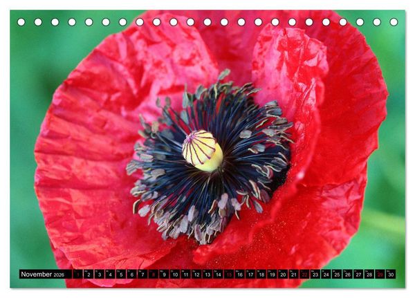 Produktbild: Mohnbl&uuml;ten-Portr&auml;ts (Tischkalender 2026 DIN A5 quer), CALVENDO Monatskalender