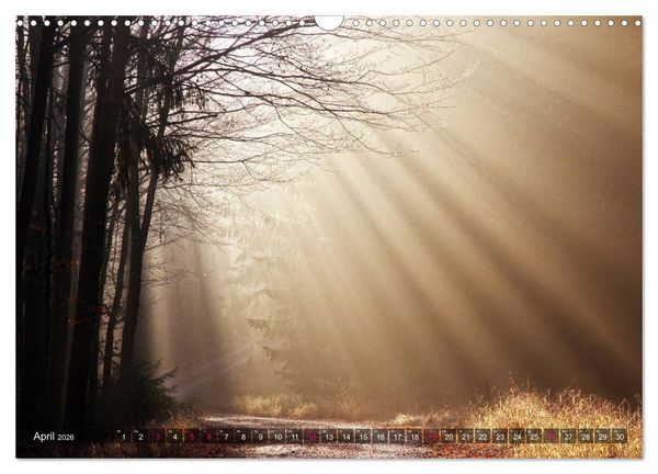 Produktbild: Erleuchtung im Wald (Wandkalender 2026 DIN A3 quer), CALVENDO Monatskalender