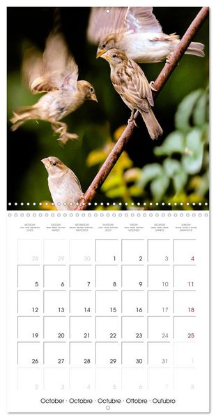 Produktbild: The Wild Sparrow Gang (Wall Calendar 2026 12 &times; 12 Inch) CALVENDO 12 Month Wall Calendar
