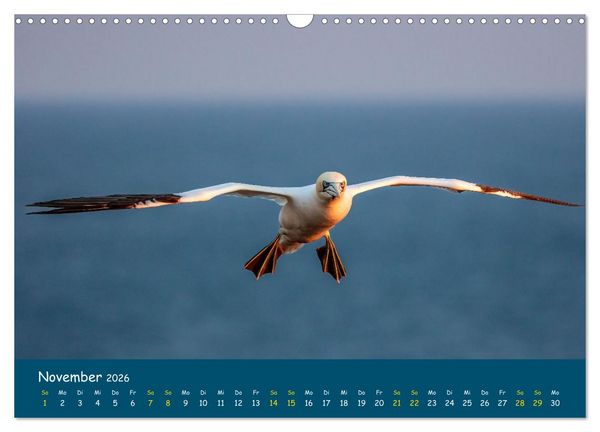 Produktbild: Helgol&auml;nder Basst&ouml;lpel 2026 (Wandkalender 2026 DIN A3 quer), CALVENDO Monatskalender