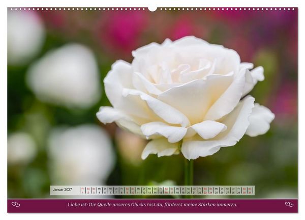 Produktbild: Rosen, Liebe ist (hochwertiger Premium Wandkalender 2027 DIN A2 quer), Kunstdruck in Hochglanz