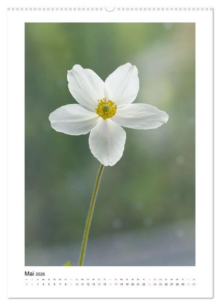 Produktbild: Wei&szlig;er Bl&uuml;tentraum (hochwertiger Premium Wandkalender 2026 DIN A2 hoch), Kunstdruck in Hochglanz