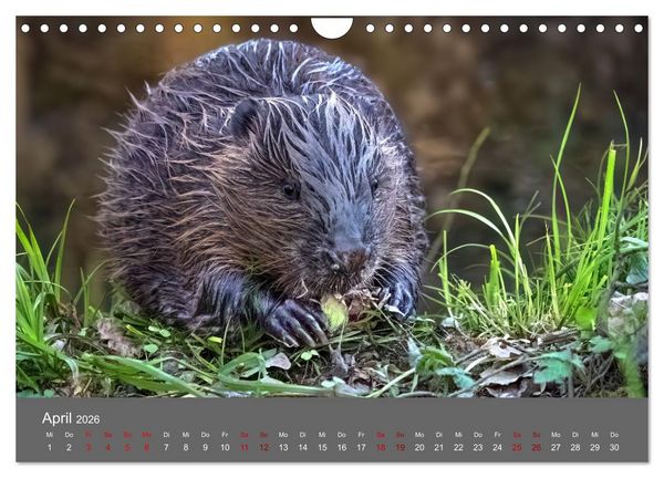 Produktbild: Augen auf - versteckte Tierwelt (Wandkalender 2026 DIN A4 quer), CALVENDO Monatskalender