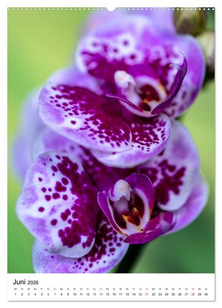 Produktbild: Orchideen (hochwertiger Premium Wandkalender 2026 DIN A2 hoch), Kunstdruck in Hochglanz