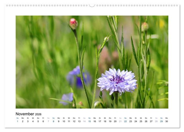 Produktbild: Kornblumen - Blaue Sch&ouml;nheiten (Wandkalender 2026 DIN A2 quer), CALVENDO Monatskalender