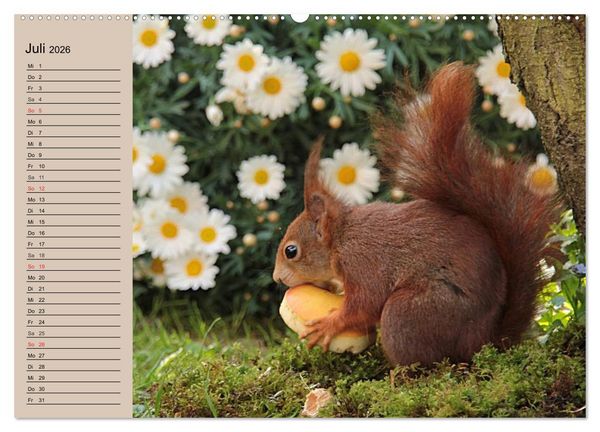 Produktbild: Eichh&ouml;rnchen. Wo sind blo&szlig; die N&uuml;sse? (hochwertiger Premium Wandkalender 2026 DIN A2 quer), Kunstdruck in Hochglanz