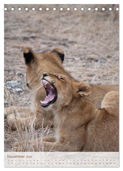 Produktbild: L&ouml;wen in Sabi Sands (Tischkalender 2026 DIN A5 hoch), CALVENDO Monatskalender