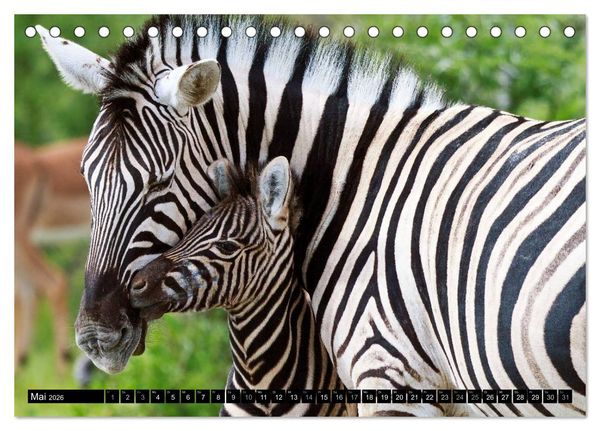 Produktbild: Afrikas Tierwelt: Zebras (Tischkalender 2026 DIN A5 quer), CALVENDO Monatskalender