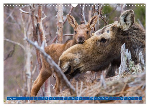 Produktbild: FIRST STEPS FOR BABY MOOSE (Wall Calendar 2026 DIN A3 landscape), CALVENDO 12 Month Wall Calendar