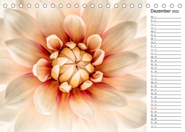 Produktbild: Bl&uuml;hende Dahlien (Tischkalender 2022 DIN A5 quer)