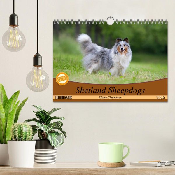 Produktbild: Shetland Sheepdogs - Kleine Charmeure (Wandkalender 2026 DIN A4 quer), CALVENDO Monatskalender