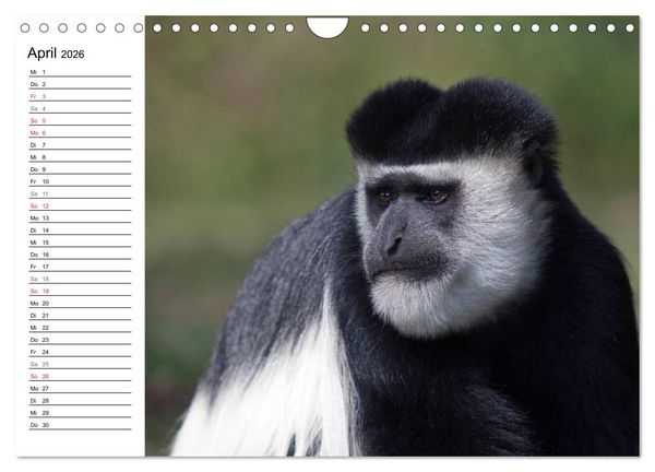 Produktbild: Affen in Afrika (Wandkalender 2026 DIN A4 quer), CALVENDO Monatskalender