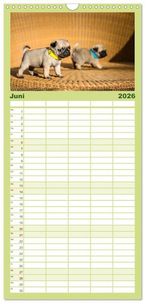 Produktbild: Familienplaner 2026 - Mopswelpen mit 5 Spalten (Wandkalender, 21 x 45 cm) CALVENDO