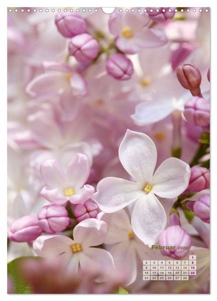 Produktbild: Fliederbl&uuml;te (Wandkalender 2026 DIN A3 hoch), CALVENDO Monatskalender