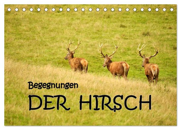 Produktbild: Begegnungen. DER HIRSCH (Tischkalender 2026 DIN A5 quer), CALVENDO Monatskalender