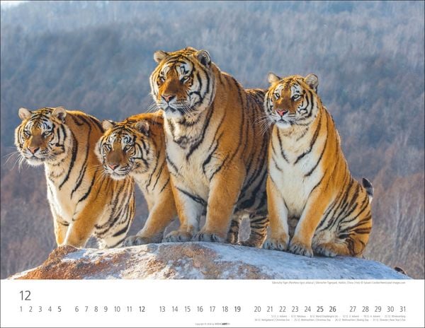 Produktbild: Tiger Kalender 2027