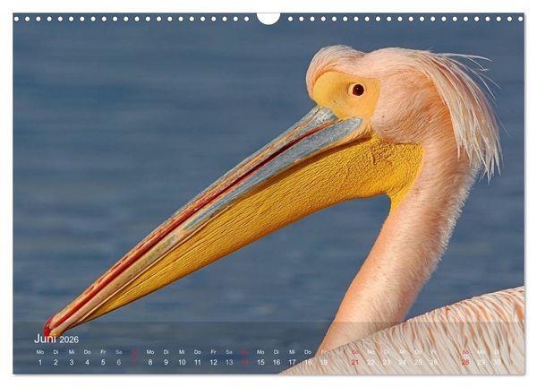 Produktbild: Pelikan-Kalender (Wandkalender 2026 DIN A3 quer), CALVENDO Monatskalender