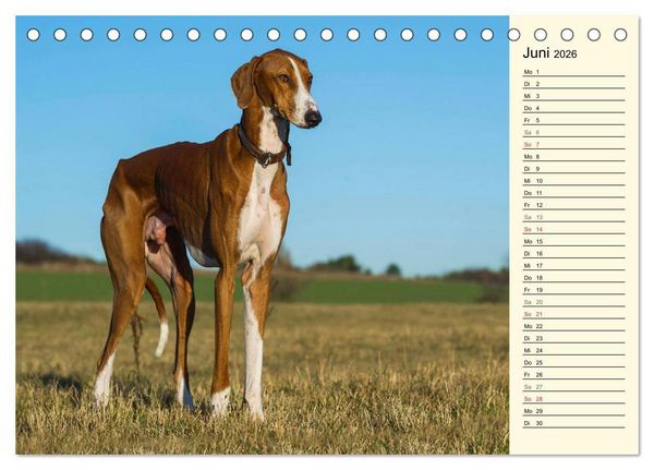Produktbild: Windhund der W&uuml;ste - Der Azawakh (Tischkalender 2026 DIN A5 quer), CALVENDO Monatskalender