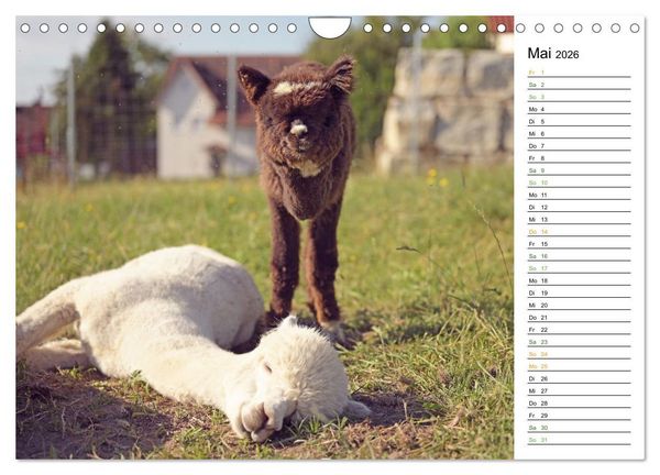 Produktbild: Alpakas im Paradies (Wandkalender 2026 DIN A4 quer), CALVENDO Monatskalender