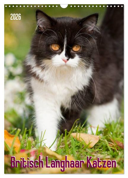 Produktbild: Britisch Langhaar Katzen (Wandkalender 2026 DIN A3 hoch), CALVENDO Monatskalender