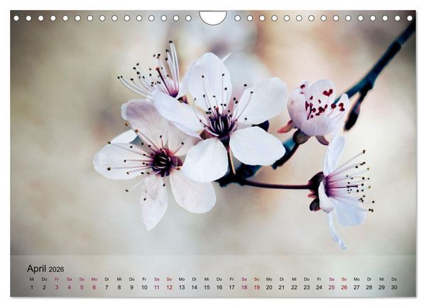 Produktbild: Bl&uuml;tenrausch - Mit Fr&uuml;hlingsgef&uuml;hlen durchs ganze Jahr (Wandkalender 2026 DIN A4 quer), CALVENDO Monatskalender