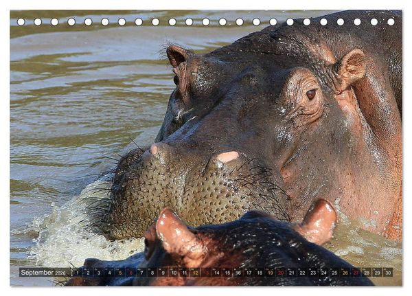 Produktbild: Hippos - Begegnungen in Afrika (Tischkalender 2026 DIN A5 quer), CALVENDO Monatskalender