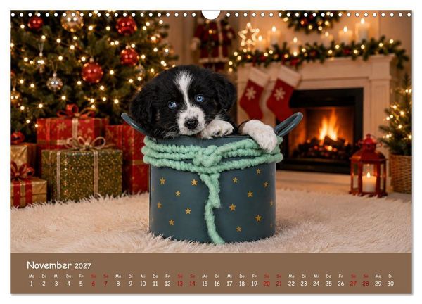 Produktbild: Mini Australian Shepherd, eine ganz besondere Rasse (Wandkalender 2027 DIN A3 quer), CALVENDO Monatskalender