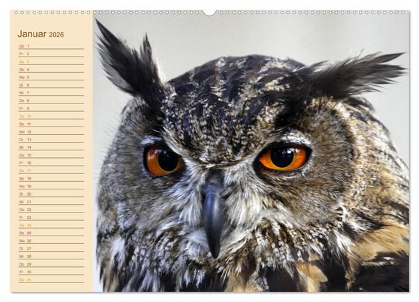 Produktbild: Eulen (Wandkalender 2026 DIN A2 quer), CALVENDO Monatskalender