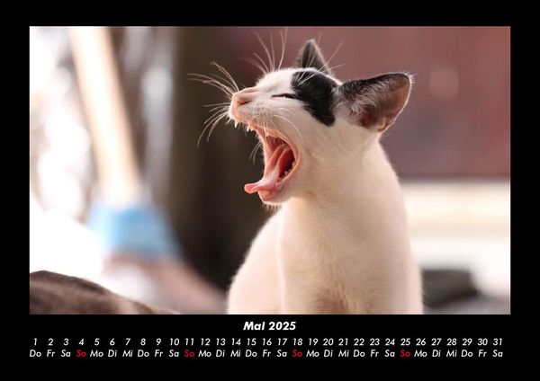 Produktbild: F&uuml;r Katzenfreunde 2025 Fotokalender DIN A3