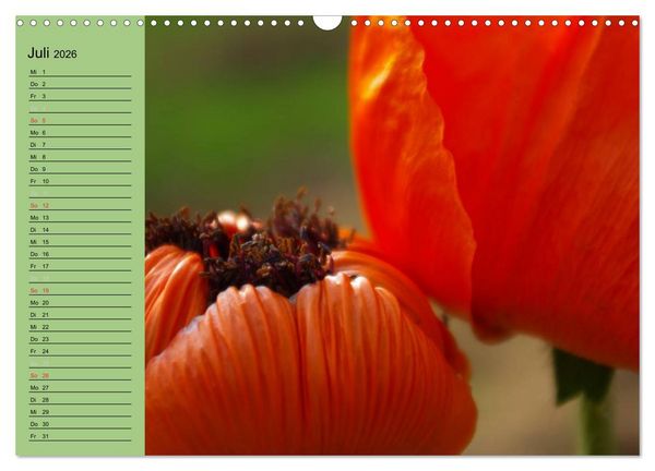 Produktbild: Mohnblumen Tr&auml;ume (Wandkalender 2026 DIN A3 quer), CALVENDO Monatskalender