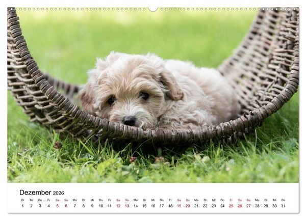 Produktbild: Maltipoo Welpen (hochwertiger Premium Wandkalender 2026 DIN A2 quer), Kunstdruck in Hochglanz