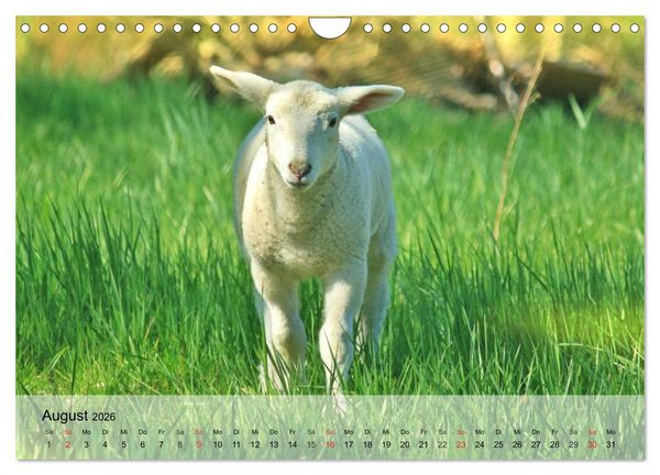 Produktbild: Schafe z&auml;hlen leicht gemacht! (Wandkalender 2026 DIN A4 quer), CALVENDO Monatskalender