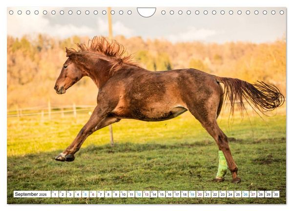 Produktbild: Durch das Jahr mit der Trakehner-Stute Fleur (Wandkalender 2026 DIN A4 quer), CALVENDO Monatskalender