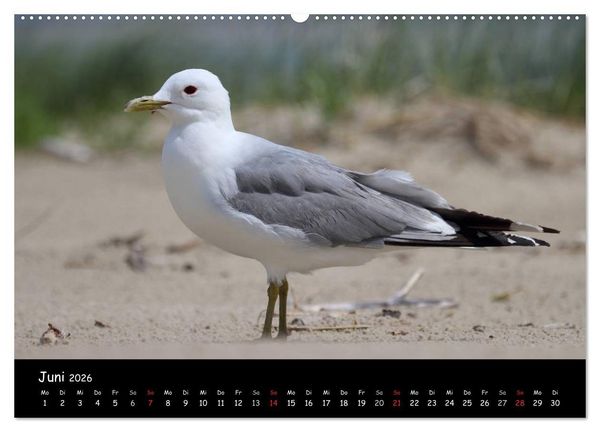 Produktbild: V&ouml;gel der Nordseek&uuml;ste (hochwertiger Premium Wandkalender 2026 DIN A2 quer), Kunstdruck in Hochglanz