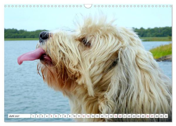 Produktbild: Tibet-Terrier - Eine Hunderasse mit Charakter (Wandkalender 2027 DIN A3 quer), CALVENDO Monatskalender