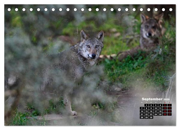 Produktbild: Willkommen Wolf (Tischkalender 2026 DIN A5 quer), CALVENDO Monatskalender