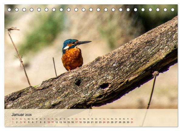 Produktbild: Wildes Stadtleben in M&uuml;nchen (Tischkalender 2026 DIN A5 quer), CALVENDO Monatskalender