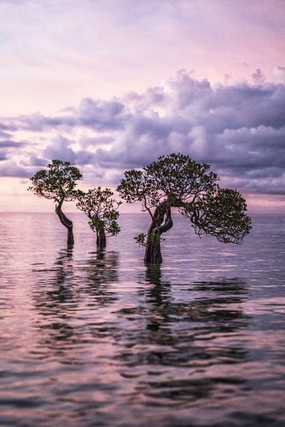 Produktbild: Tropics & Traditions