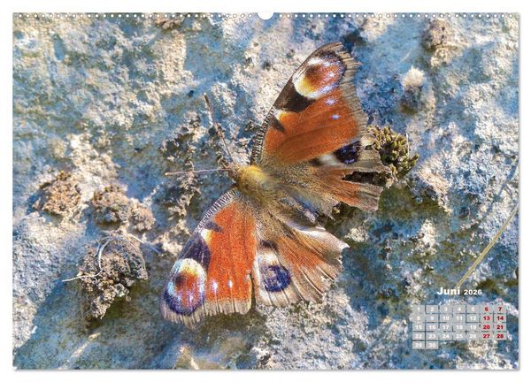 Produktbild: GEOclick Lernkalender: Portr&auml;ts einheimischer Schmetterlinge (hochwertiger Premium Wandkalender 2026 DIN A2 quer), Kunstdruck in Hochglanz