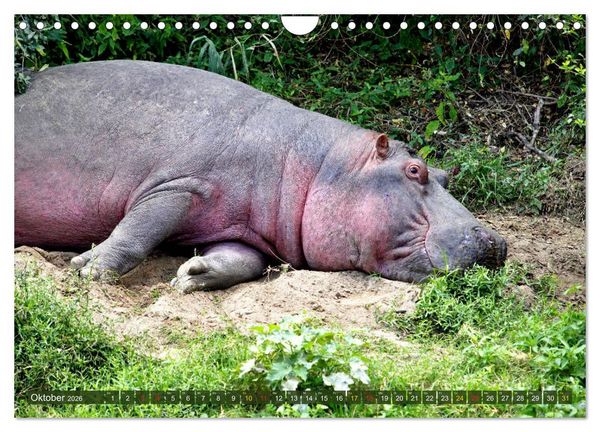 Produktbild: Hippos - Begegnungen in Afrika (Wandkalender 2026 DIN A4 quer), CALVENDO Monatskalender