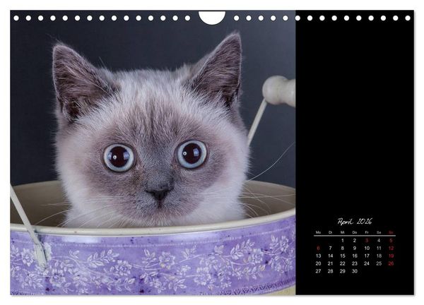 Produktbild: Britisch Kurzhaar Katzen (Wandkalender 2026 DIN A4 quer), CALVENDO Monatskalender