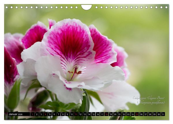 Produktbild: Zierbilder der Natur BLUMEN (Wandkalender 2026 DIN A4 quer), CALVENDO Monatskalender