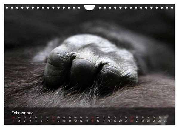 Produktbild: Gorillas. Friedliebende Kraftpakete (Wandkalender 2026 DIN A4 quer), CALVENDO Monatskalender
