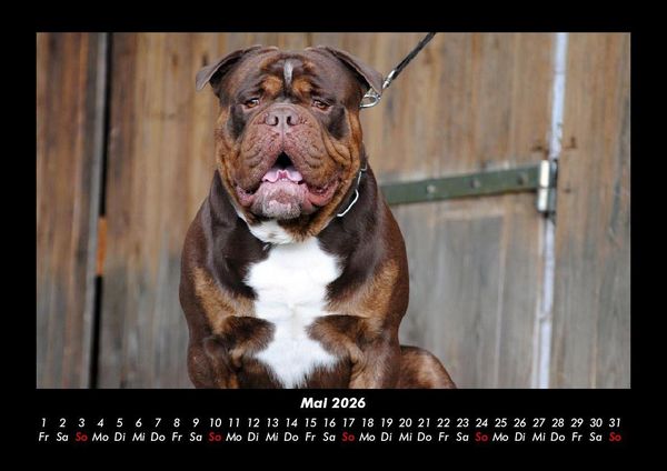 Produktbild: Der Hundekalender 2026 Fotokalender DIN A3