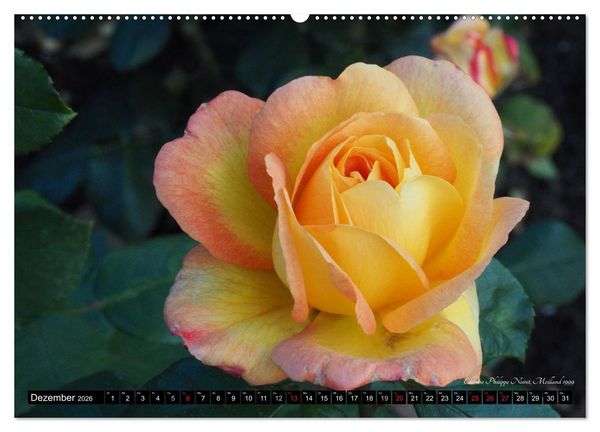 Produktbild: Edle Rosen (hochwertiger Premium Wandkalender 2026 DIN A2 quer), Kunstdruck in Hochglanz