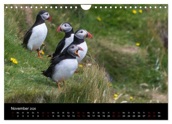 Produktbild: Puffins - V&ouml;gel des Nordens (Wandkalender 2026 DIN A4 quer), CALVENDO Monatskalender