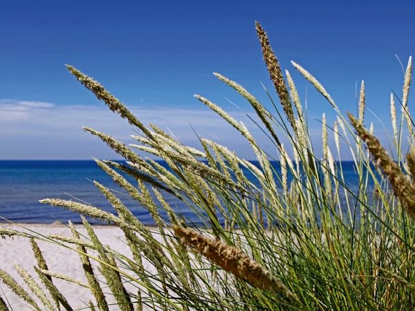 Produktbild: CALVENDO Puzzle Strandgr&auml;ser | 1000 Teile Lege-Gr&ouml;&szlig;e 64x48cm Foto-Puzzle f&uuml;r gl&uuml;ckliche Stunden