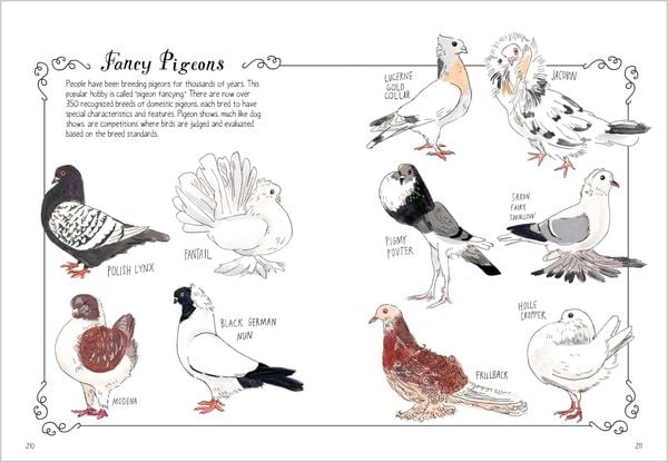 Produktbild: Bird Anatomy