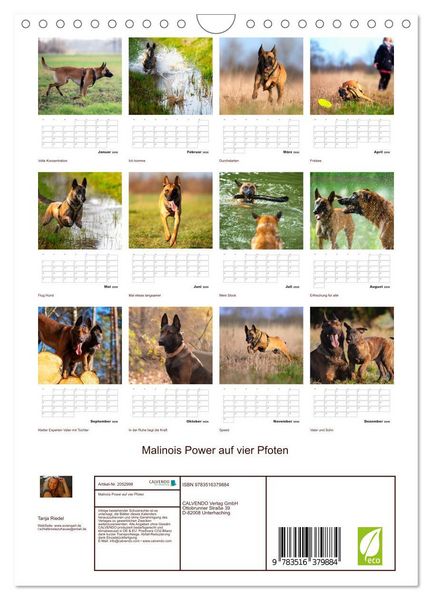 Produktbild: Malinois Power auf vier Pfoten (Wandkalender 2026 DIN A4 hoch), CALVENDO Monatskalender